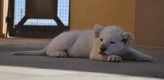 狮子动物园动物森林野生设计素材