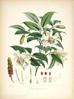 高清唯美花卉水彩树枝插画