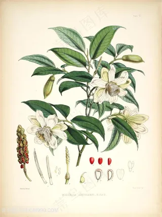 高清唯美花卉水彩树枝插画