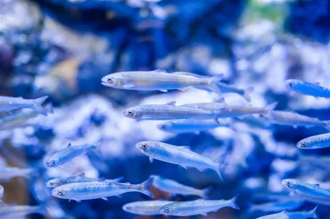 蓝色背景下的白色小鱼苗高清摄图