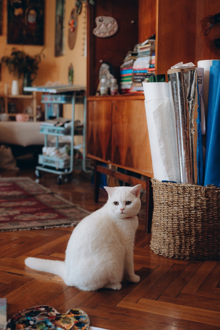 可爱猫咪猫猫摄影素材