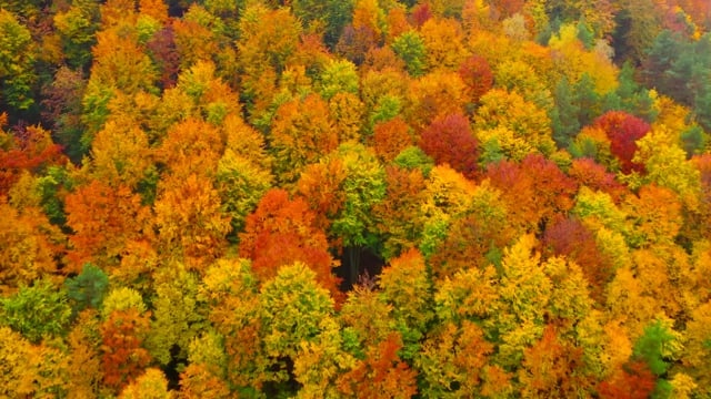 树木, 秋天, 落下, 树叶, 叶子, 丰富多彩的, 鸟瞰图