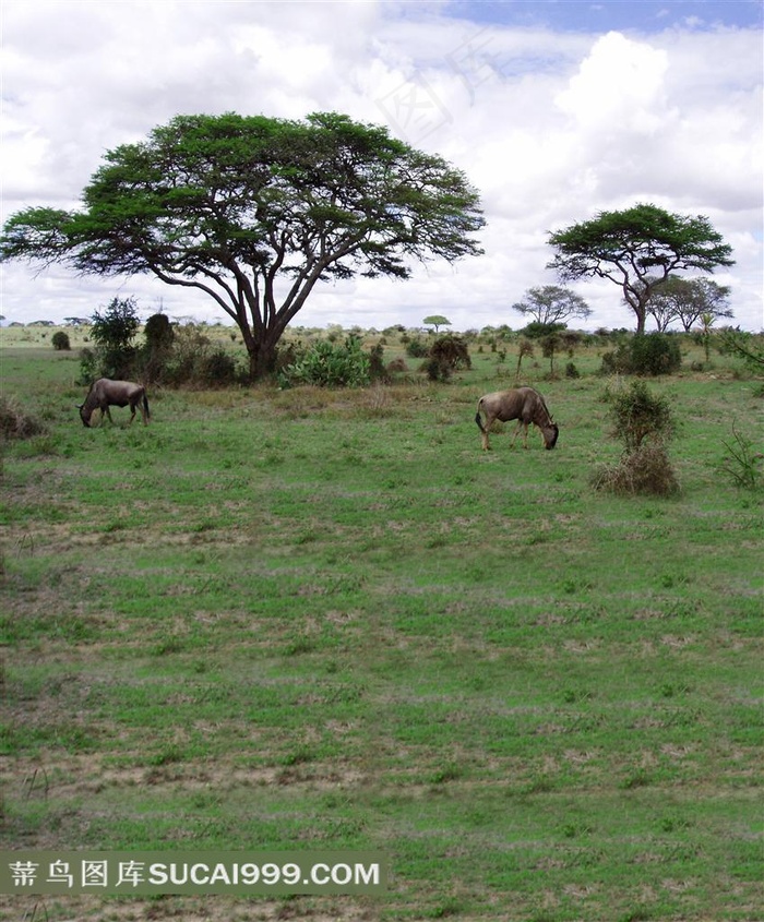 草原摄影背景图片