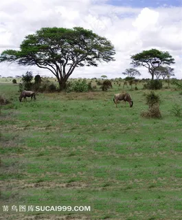 草原摄影背景图片