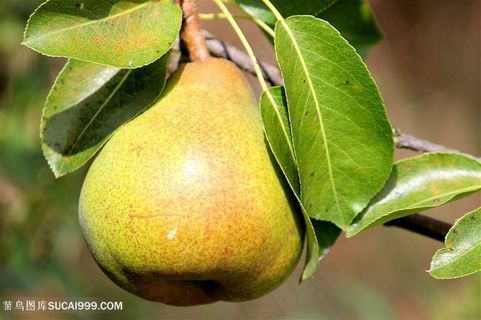 唯美素食水果梨