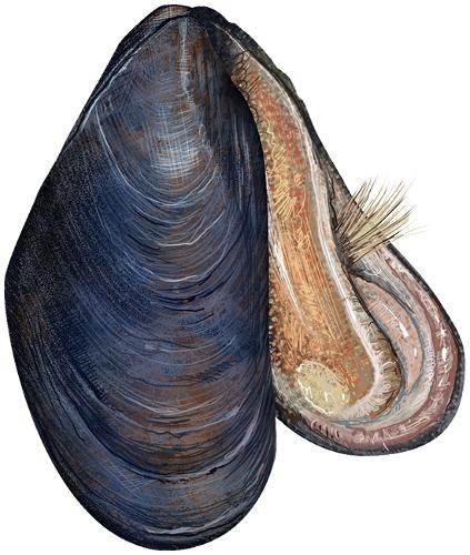 贻贝 PNG免抠(423x500)