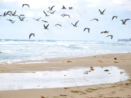 海滩飞鸟图片