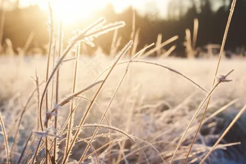 白霜覆盖着草地清晨摄影图