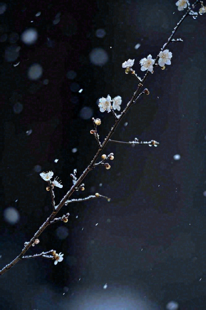 冬天雪花枝叶植物简约意境，冬季小雪大雪冬至摄影图(896x1344)