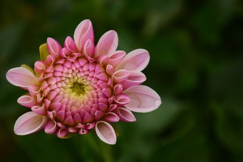 粉红色娇琴纱图片