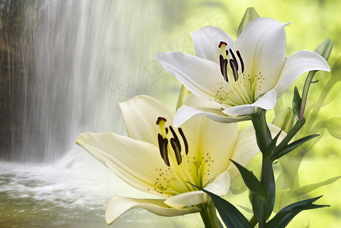 唯美野百合图片