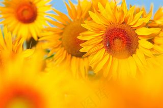 唯美向日葵图片下载