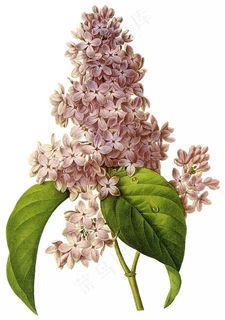 复古手绘鲜花花束手绘插画