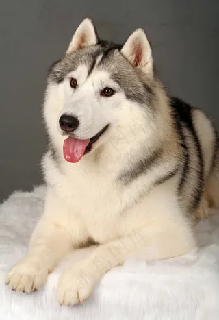 西伯利亚雪橇犬图片