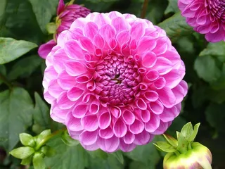 美丽的大丽花鲜花图片