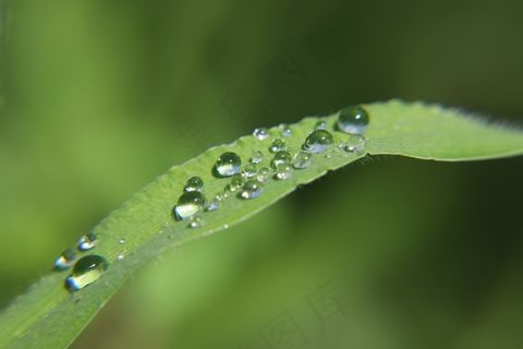 绿叶露珠露水图片