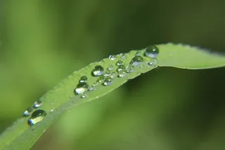 绿叶露珠露水图片