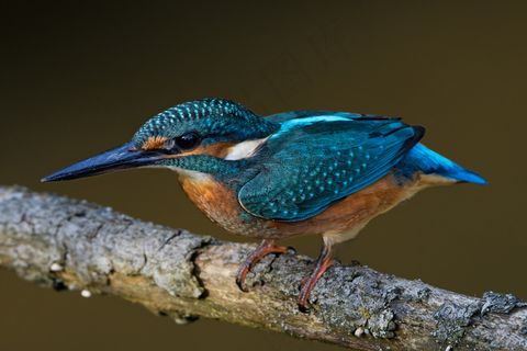 一只翠鸟摄影高清图片