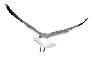 鸟 PNG免抠(320x199)