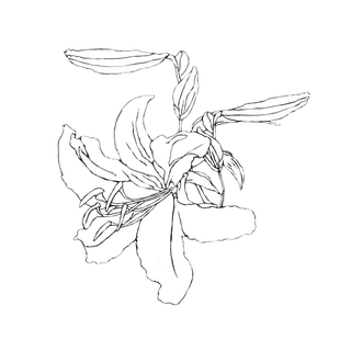 线条草本花卉手绘植物-百合花2