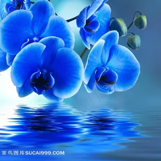 水面上的兰花 水面上的兰花