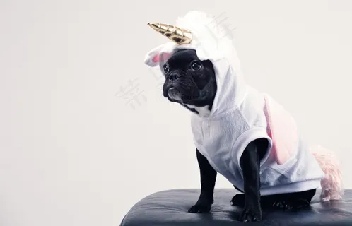 穿衣服的黑巴哥犬图片 穿衣服的黑巴哥犬图片
