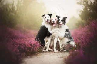 花丛中三只抱团的狗狗图片