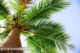 蓝天白云椰树仰拍视角摄影图片