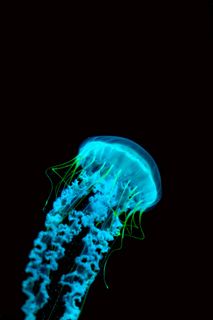 蓝色水母图片