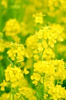 高清油菜花图片下载