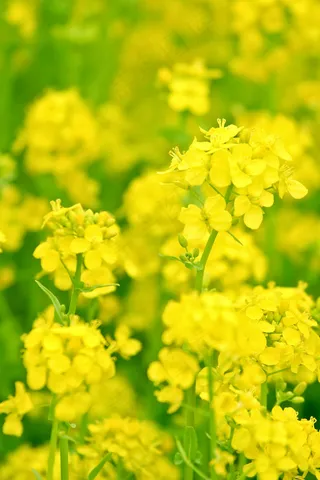 高清油菜花图片下载