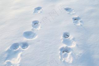 冬季雪地脚印白雪摄影图