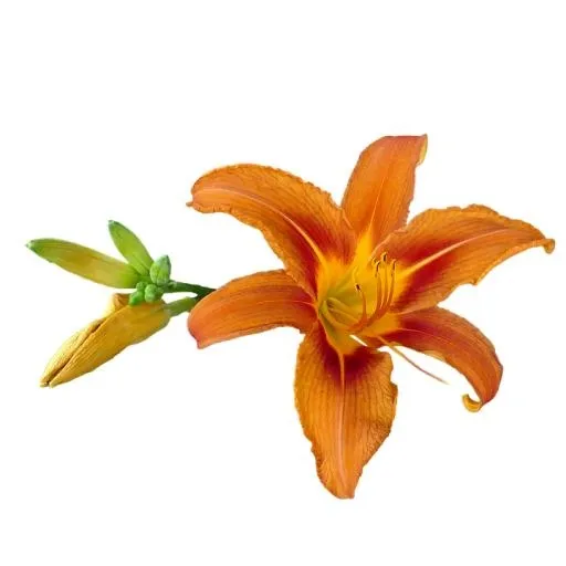 百合花免抠(720x720)
