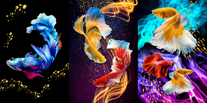 创造三联鲤鱼装饰