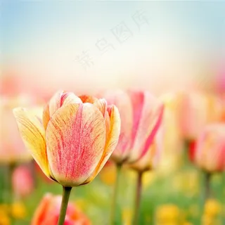 唯美郁金香鲜花图片素材 唯美郁金香鲜花图片素材