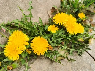 马路边的蒲公英