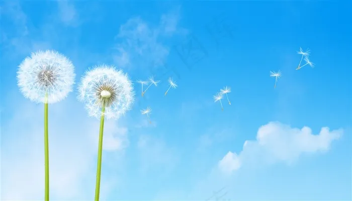 蓝天下飞舞的蒲公英高清图片