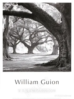 大树树林黑白风景画