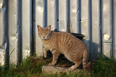 可爱猫咪 动物 素材 奶萌 (42) 可爱猫咪 动物 素材 奶萌 (42)