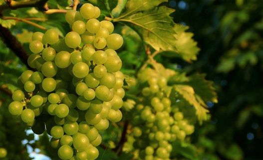 果园里的树上的葡萄