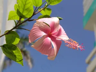 粉色锦葵花图片