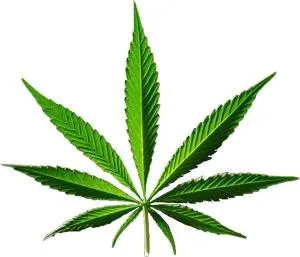大麻PNG免抠(300x257)