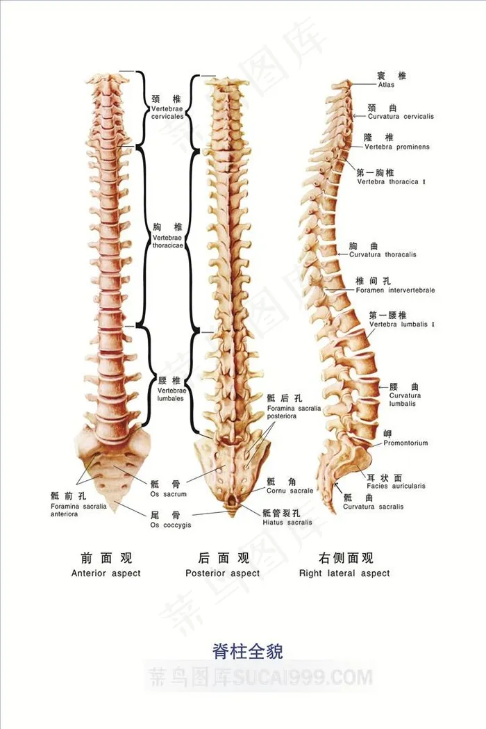 脊柱全貌教学素材