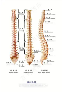 脊柱全貌教学素材