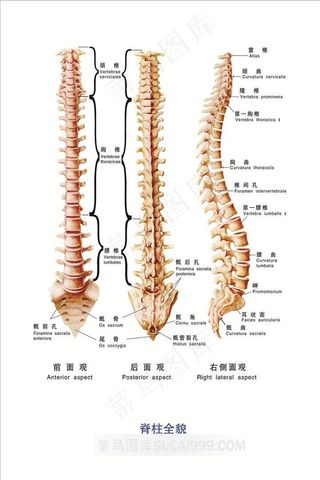 脊柱全貌教学素材