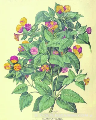 唯美植物花卉树枝艺术插画