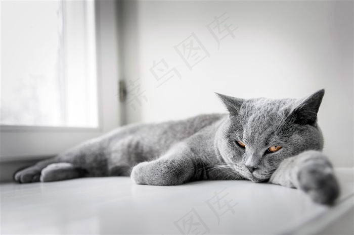 用腿枕着脑袋偷瞄的灰色猫咪高清图片