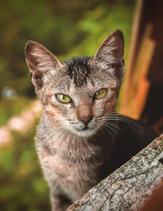 可爱猫咪猫猫摄影素材