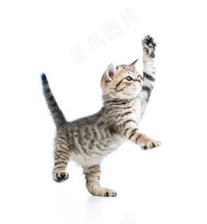 张开四肢的小猫咪高清摄影图片 张开四肢的小猫咪高清摄影图片