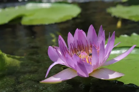 唯美池塘荷花鲜花图片 唯美池塘荷花鲜花图片